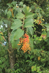 Citharexylum poeppigii