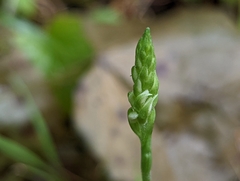 Spiranthes ovalis erostellata