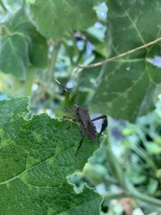 Leptoglossus gonagra