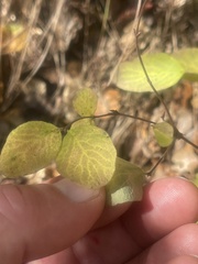 Clinopodium douglasii