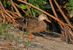 Anas platyrhynchos × fulvigula