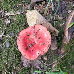 Russula rhodocephala