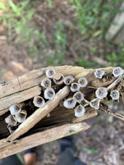 Nidulariaceae