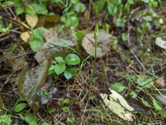 Spiranthes ovalis erostellata