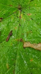 Nelima