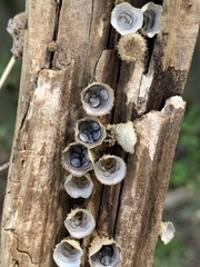Nidulariaceae