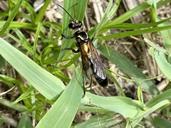 Sphex habenus