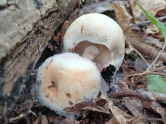 Hypomyces hyalinus