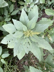 Amaranthus viridis