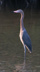 Egretta rufescens