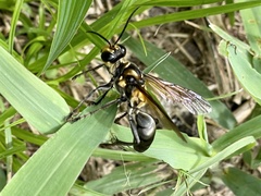 Sphex habenus