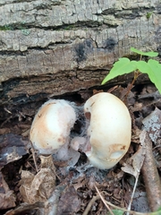 Hypomyces hyalinus