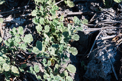 Malvella leprosa
