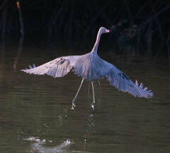 Egretta rufescens