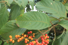 Citharexylum poeppigii