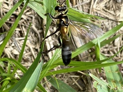 Sphex habenus