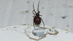 Steatoda borealis
