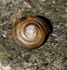 Gastrodontidae