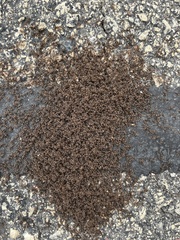 Tetramorium caespitum