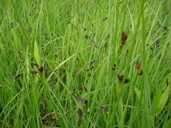 Carex pluriflora