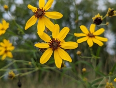 Coreopsis tripteris
