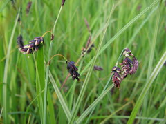 Carex pluriflora
