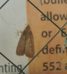 Amphipyra tragopoginis