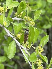 Hermetia chrysopila