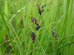 Carex pluriflora