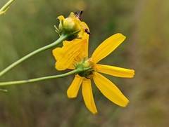 Coreopsis tripteris