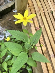 Helianthus decapetalus