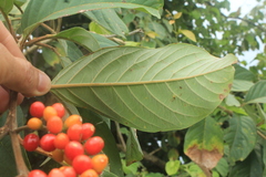 Citharexylum poeppigii