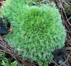 Leucobryum glaucum