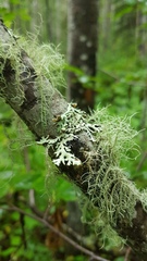 Hypogymnia physodes