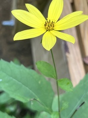 Helianthus decapetalus