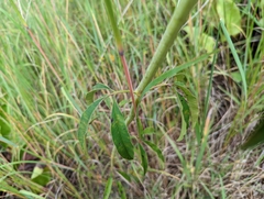 Coreopsis tripteris