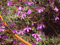 Tetratheca thymifolia