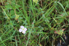 Pterolepis glomerata