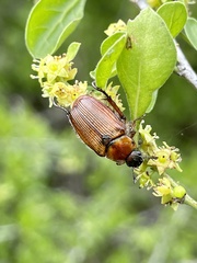 Strigoderma arbicola