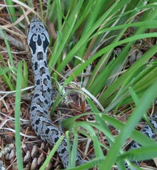 Heterodon platirhinos