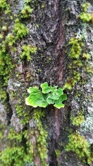 Lobaria pulmonaria