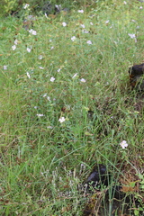 Pterolepis glomerata