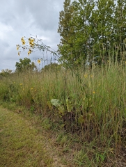 Coreopsis tripteris