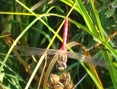 Sympetrum pallipes