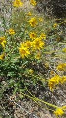 Helianthus gracilentus
