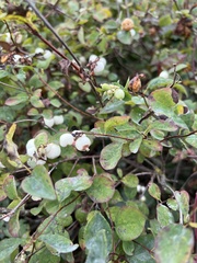 Symphoricarpos mollis