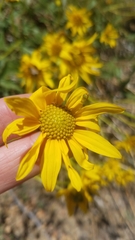 Helianthus gracilentus