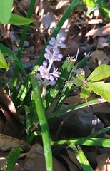 Liriope spicata