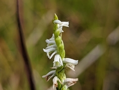 Spiranthes lacera gracilis