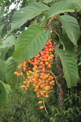 Citharexylum poeppigii